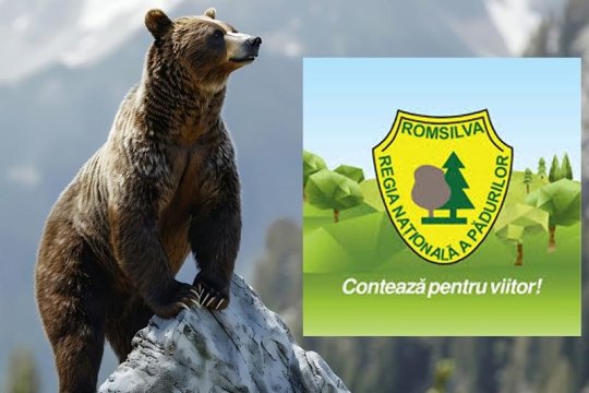585.000.000 lei bonusuri în 3 ani la Romsilva care trebuia să monitorizeze urșii sălbatici din țară