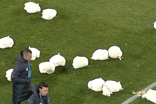 Ironia suporterilor CFR-ului la adresa celor de la FCSB. Zeci de oi au apărut pe gazon înainte de startul partidei