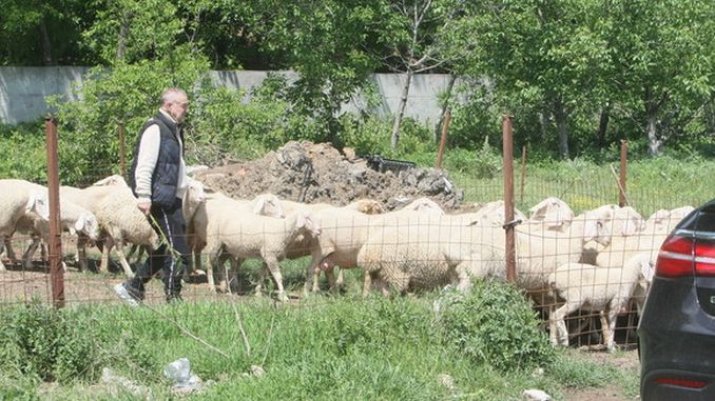 Gigi Becali își scoate des oile la păscut în Pipera