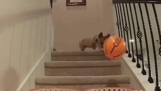 Patrupedul ”oracol” a dat verdictul privind parcursul României la EURO 2024