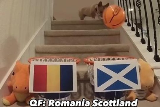 Patrupedul ”oracol” a dat verdictul privind parcursul României la EURO 2024