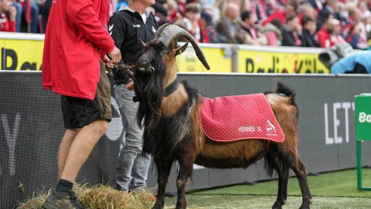 Nemții au folosit un țap pentru a prezice scorul la România - Belgia