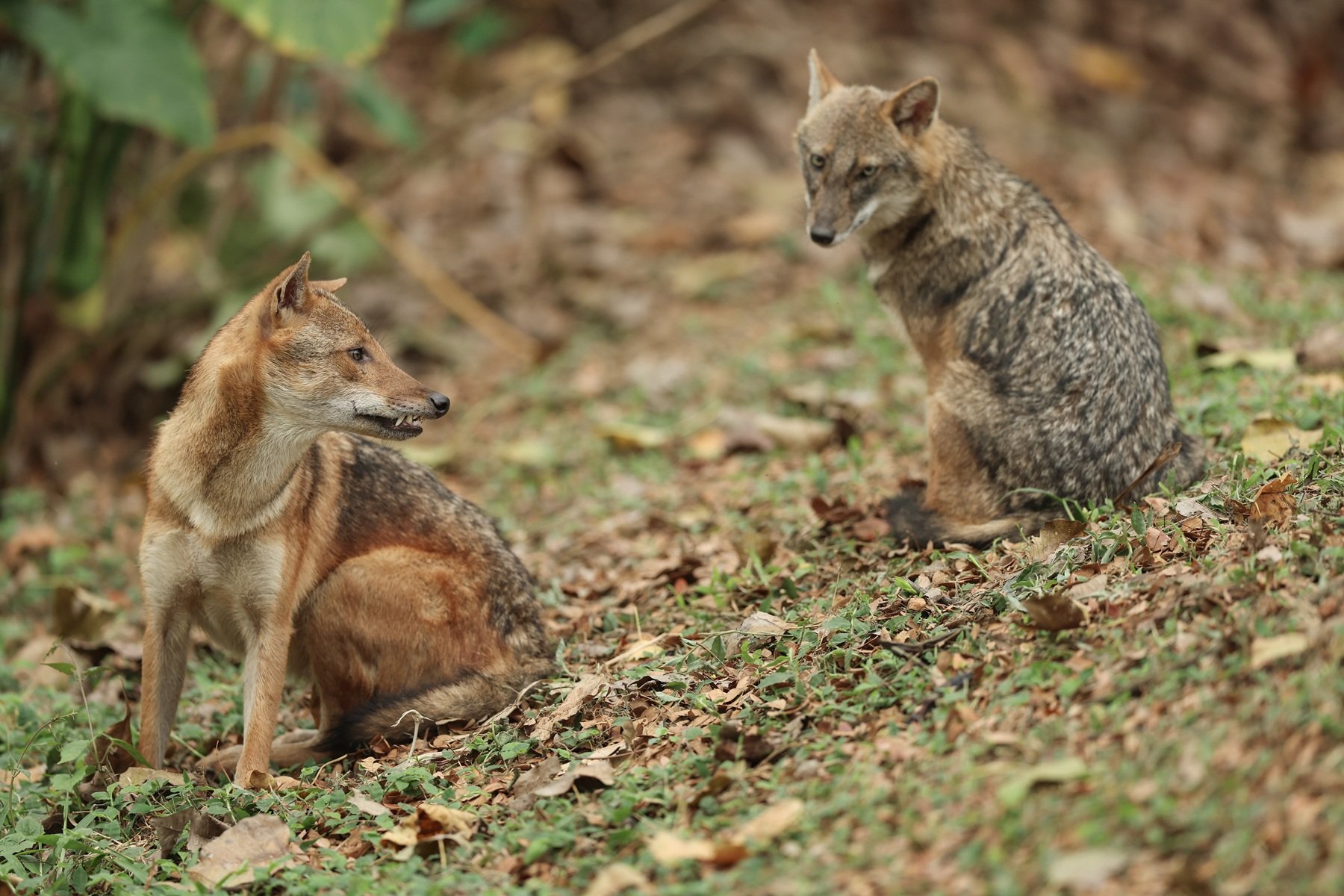 Juca pentru România și în UCL în urmă cu 20 de ani, acum lucrează la o fermă: ”Avem o problemă cu șacalii! Eu mă ocup de supravegheat” | Diverse