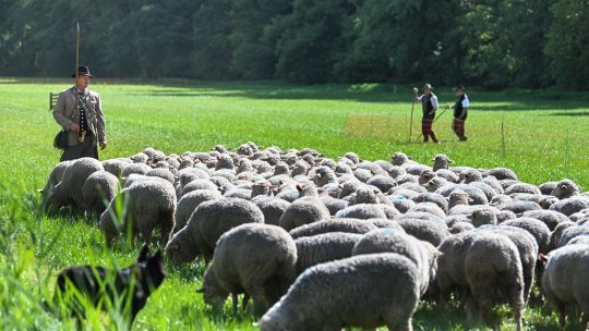 Gigi Becali îi datorează 100 de oi unui jurnalist: ”Am făcut un pariu, dar a uitat!”. Câți bani ar costa animalele