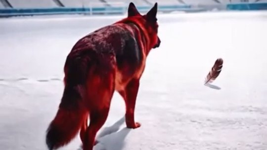 Un câine și o pană de pasăre. După scandările rasiste ale întregii echipe, Dinamo promovează derby-ul cu Rapid într-un controversat