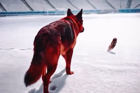 Un câine și o pană de pasăre. După scandările rasiste ale întregii echipe, Dinamo promovează derby-ul cu Rapid într-un controversat