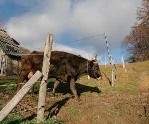 În timp ce alți fotbaliști sunt în țări exotice, un jucător important din SuperLiga ”lucrează la garduri și merge la stână” în timpul vacanței: ”Îmi place la țară”