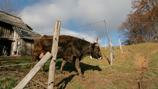 În timp ce alți fotbaliști sunt în țări exotice, un jucător important din SuperLiga ”lucrează la garduri și merge la stână” în timpul vacanței: ”Îmi place la țară”
