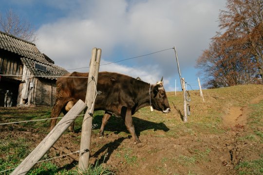 În timp ce alți fotbaliști sunt în țări exotice, un jucător important din SuperLiga ”lucrează la garduri și merge la stână” în timpul vacanței: ”Îmi place la țară”