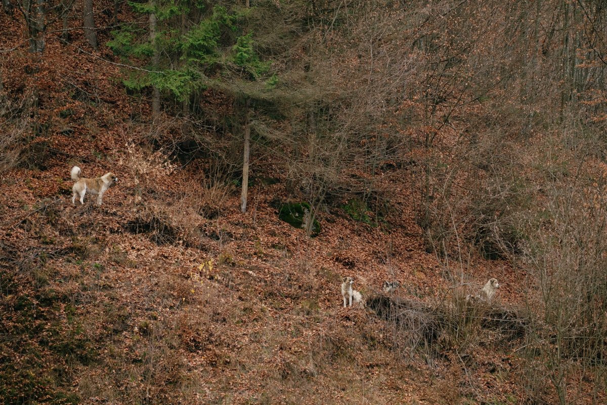 Foto 2/4