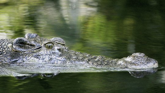 JO 2032: Probele de canotaj şi kaiac-canoe vor avea loc pe un râu în care trăiesc crocodili: ”Condițiile de competiție sunt echitabile”