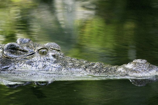 JO 2032: Probele de canotaj şi kaiac-canoe vor avea loc pe un râu în care trăiesc crocodili: ”Condițiile de competiție sunt echitabile”