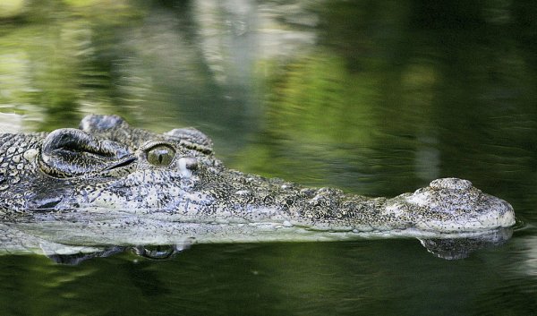 JO 2032: Probele de canotaj și kaiac-canoe vor avea loc pe un râu în care trăiesc crocodili: ”Condițiile de competiție sunt echitabile”
