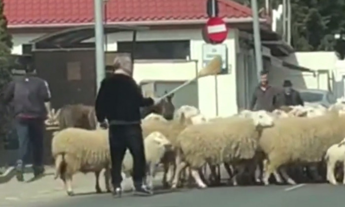Gigi Becali a blocat de mai multe ori circulația din Pipera pentru a-și mâna turma de oi